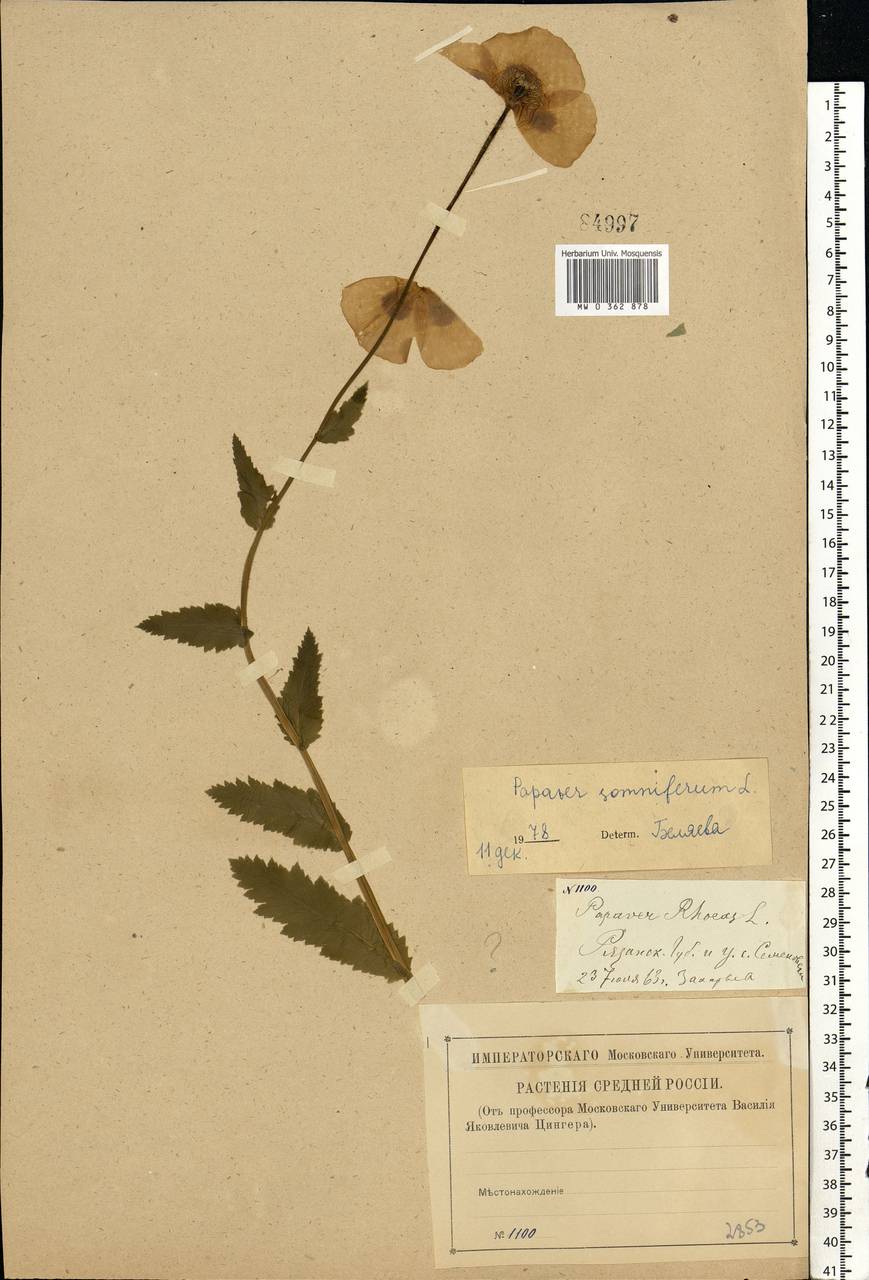 Papaver somniferum L., Eastern Europe, Central region (E4) (Russia)