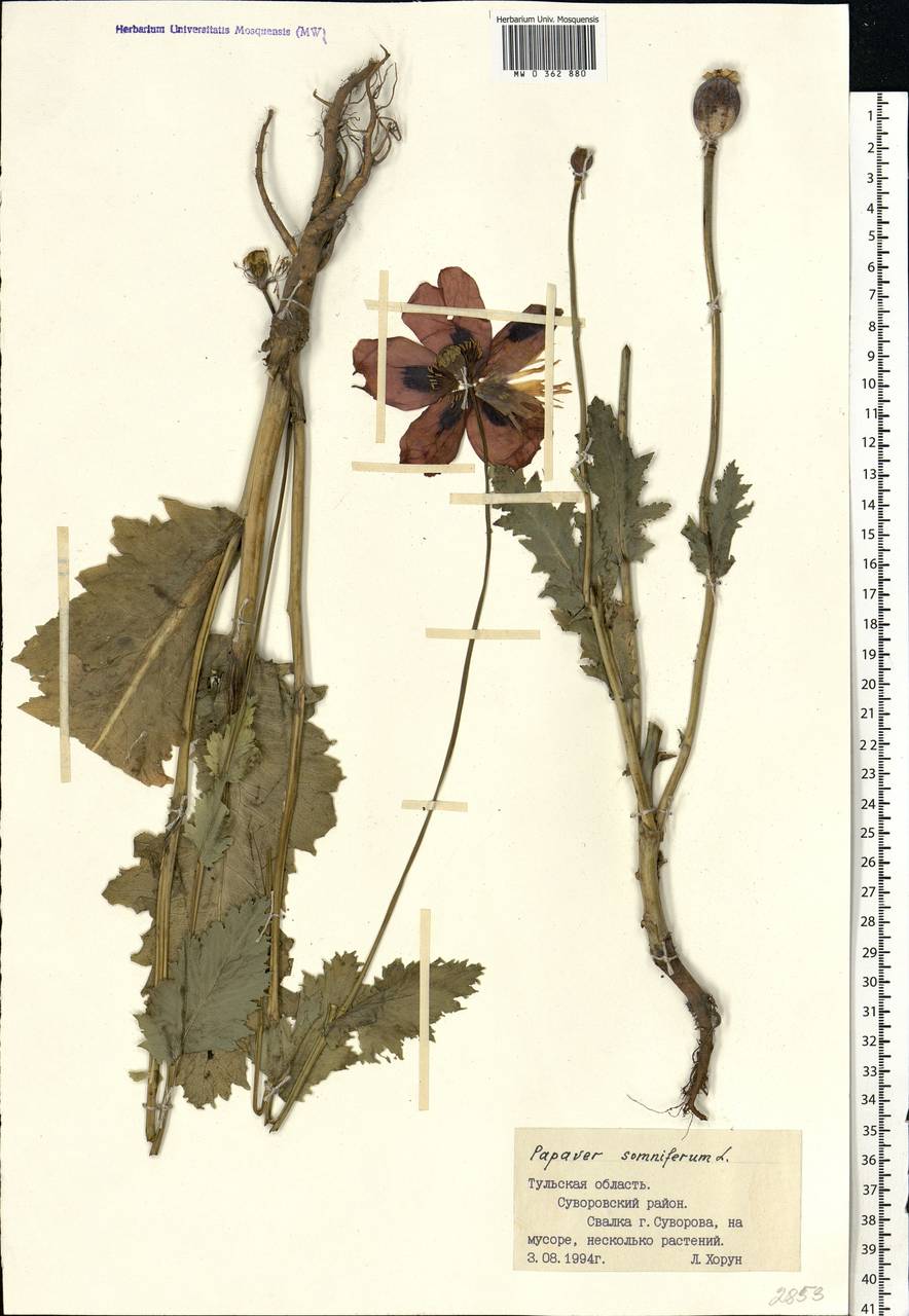 Papaver somniferum L., Eastern Europe, Central region (E4) (Russia)