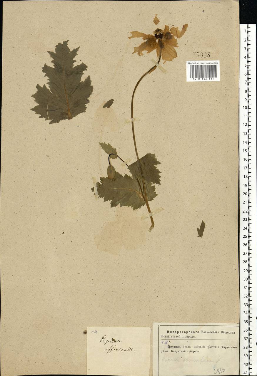 Papaver somniferum L., Eastern Europe, Central region (E4) (Russia)