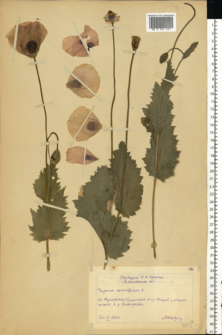 Papaver somniferum L., Eastern Europe, Moscow region (E4a) (Russia)