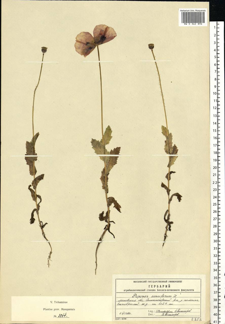 Papaver somniferum L., Eastern Europe, Moscow region (E4a) (Russia)