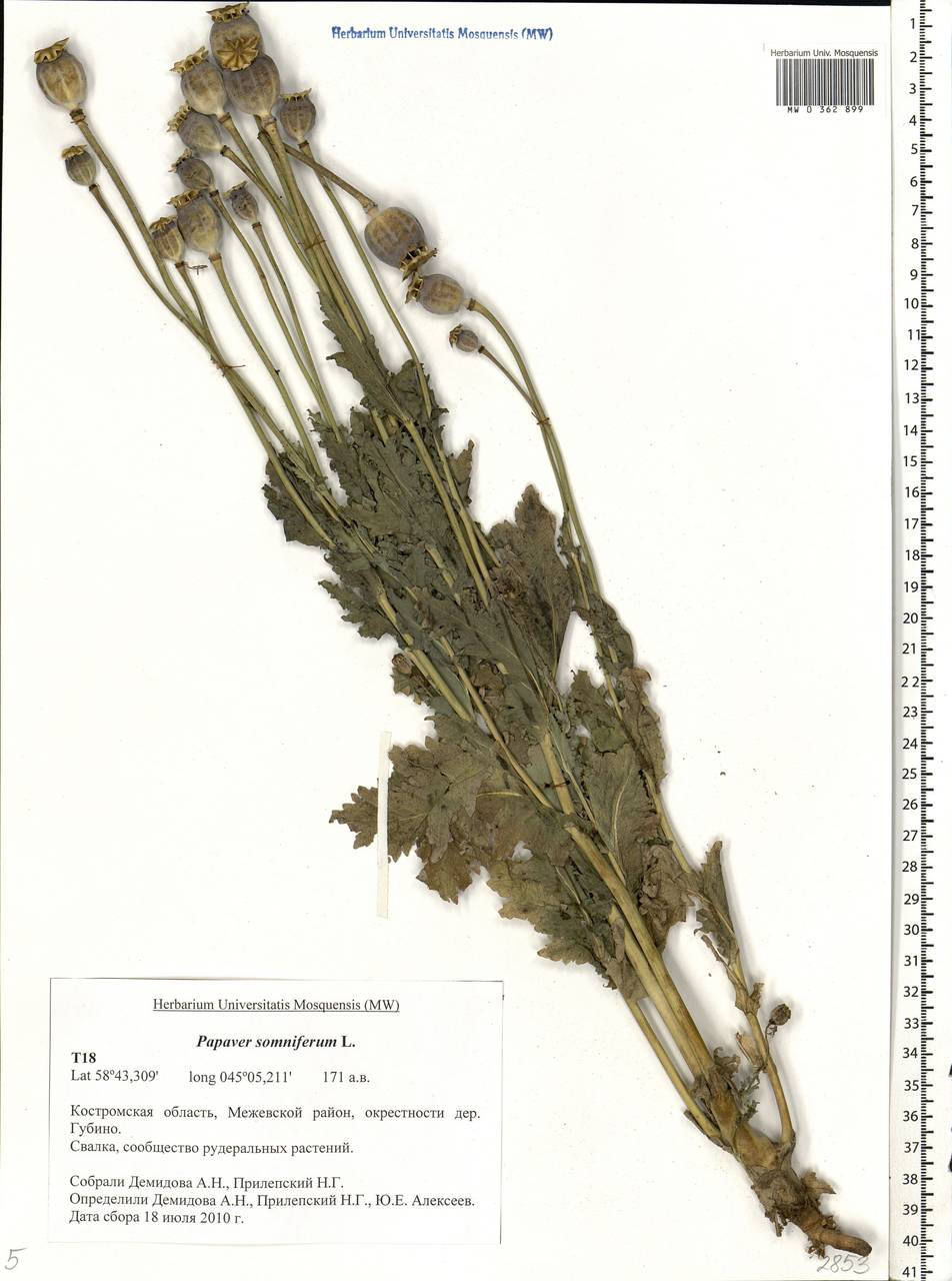 Papaver somniferum L., Eastern Europe, Central forest region (E5) (Russia)