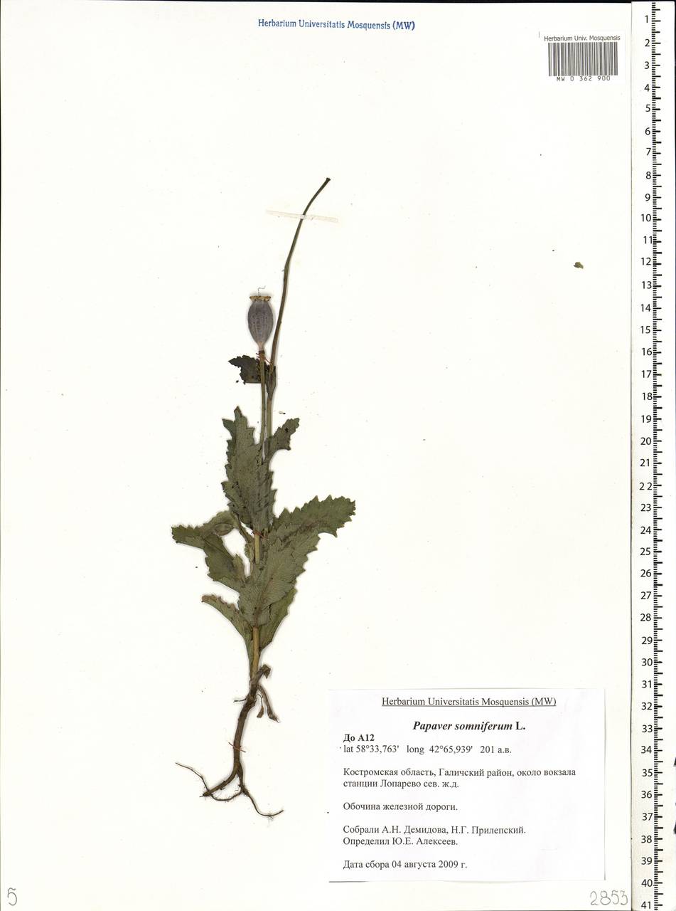 Papaver somniferum L., Eastern Europe, Central forest region (E5) (Russia)