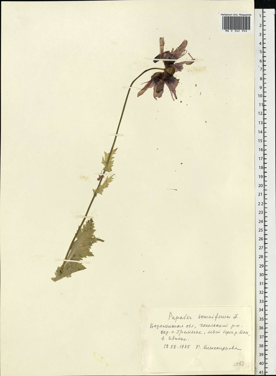 Papaver somniferum L., Eastern Europe, Central forest-and-steppe region (E6) (Russia)
