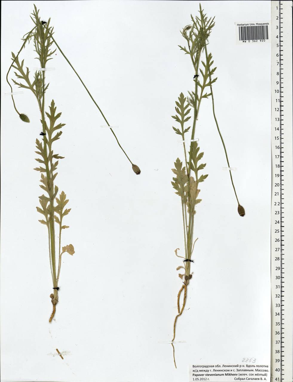 Papaver dubium subsp. stevenianum (Mikheev) Kubát & Å, Eastern Europe, Lower Volga region (E9) (Russia)
