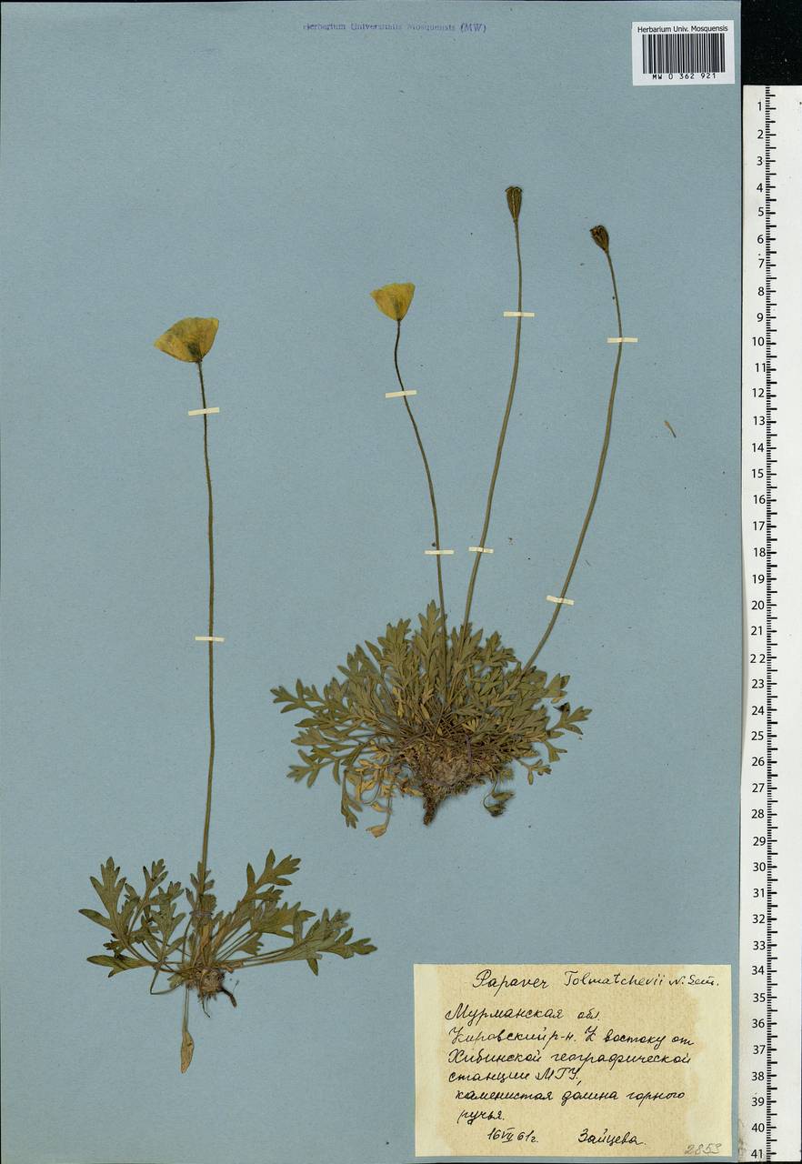 Papaver lapponicum subsp. lapponicum, Eastern Europe, Northern region (E1) (Russia)