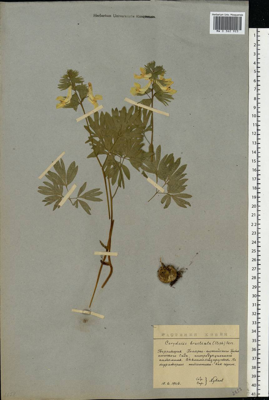 Corydalis bracteata (Steph.) Pers., Eastern Europe, Northern region (E1) (Russia)