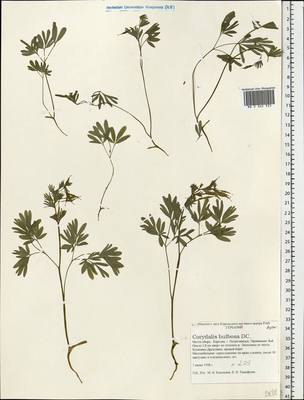 Corydalis solida (L.) Clairv., Eastern Europe, Northern region (E1) (Russia)