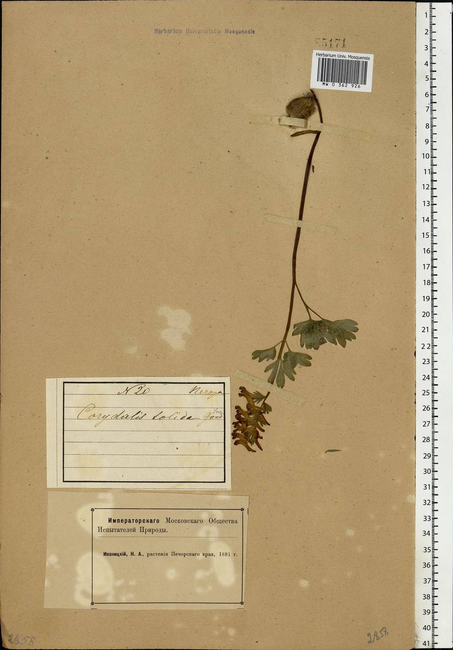 Corydalis solida (L.) Clairv., Eastern Europe, Northern region (E1) (Russia)
