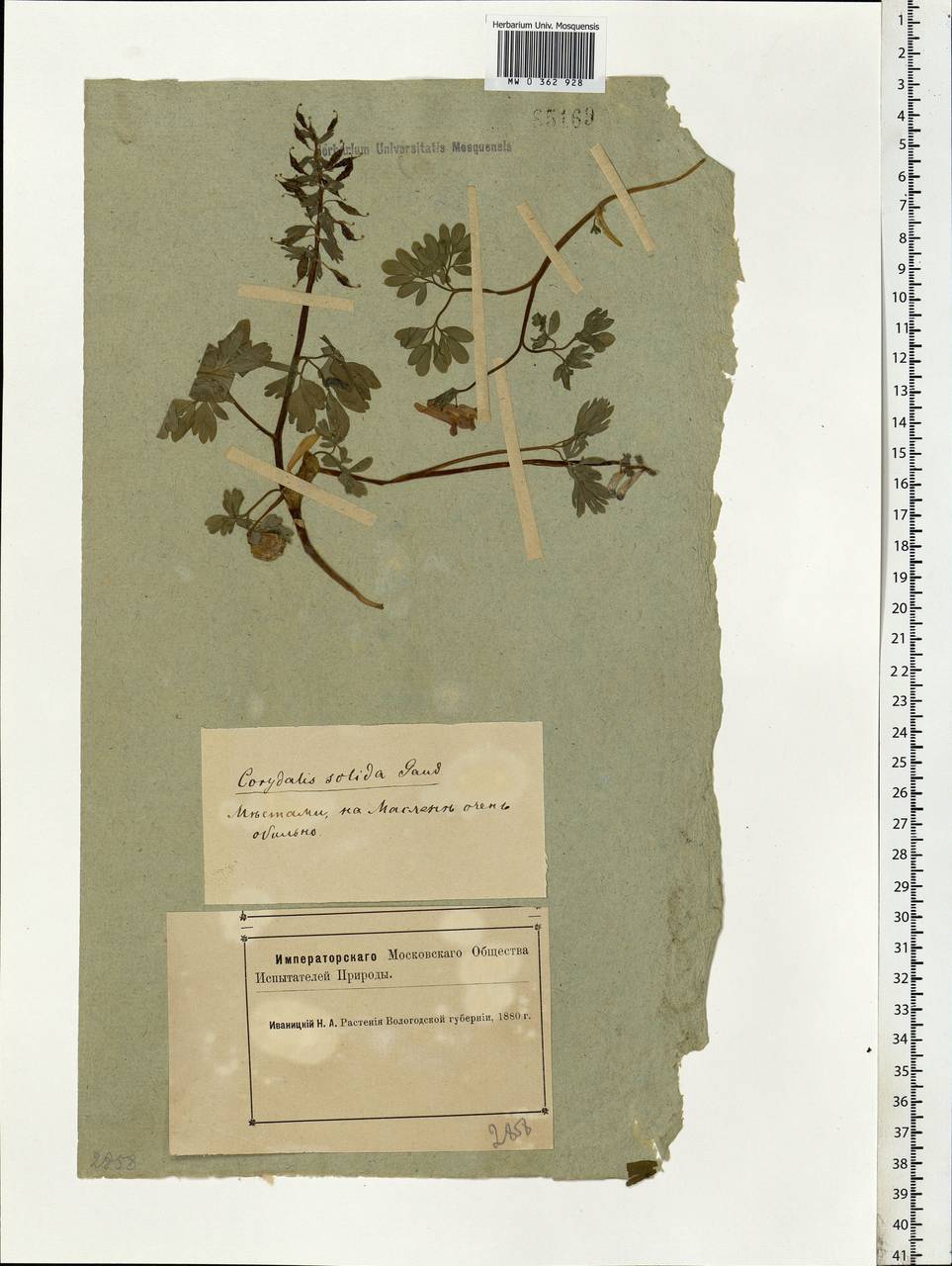Corydalis solida (L.) Clairv., Eastern Europe, Northern region (E1) (Russia)