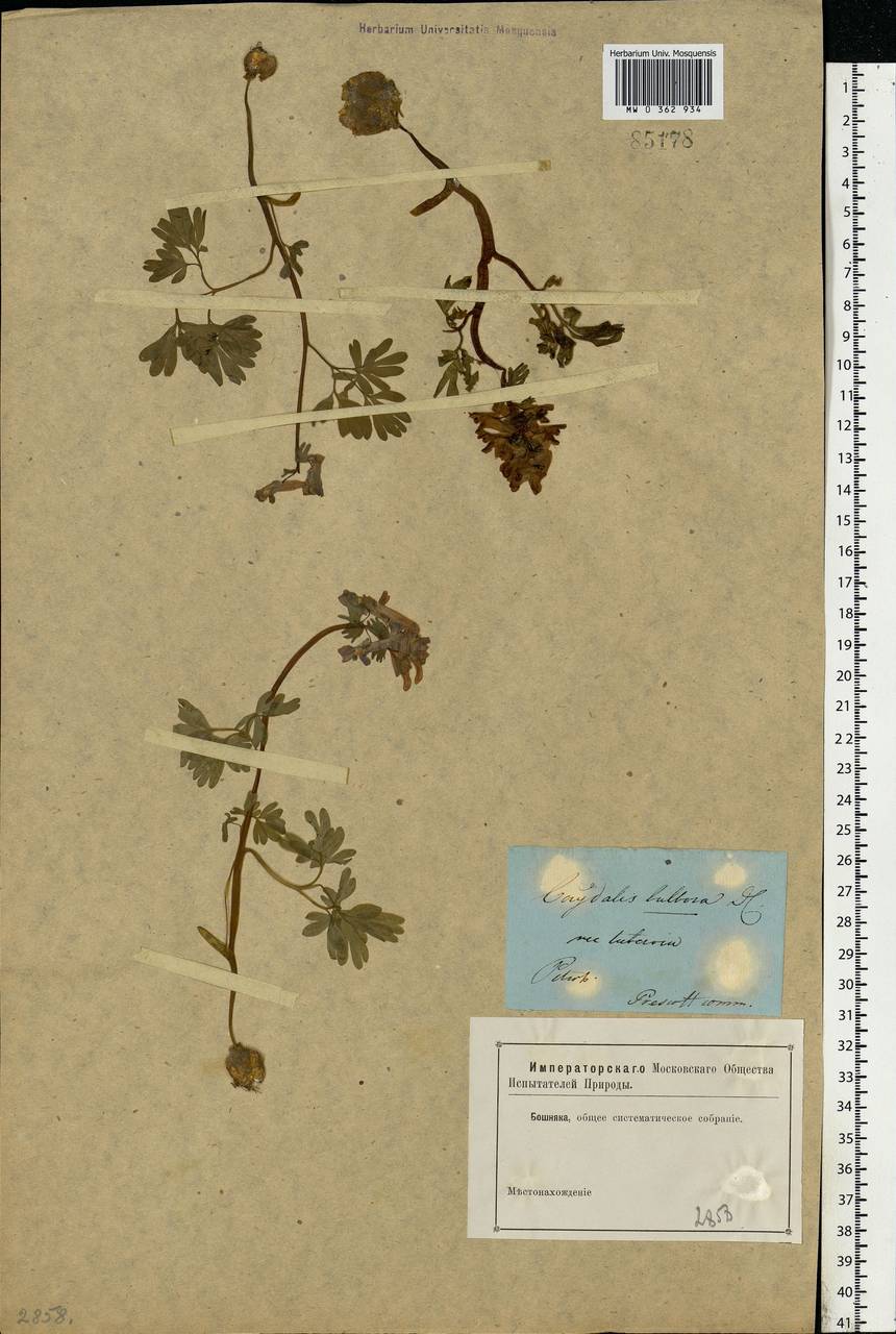 Corydalis solida (L.) Clairv., Eastern Europe, North-Western region (E2) (Russia)
