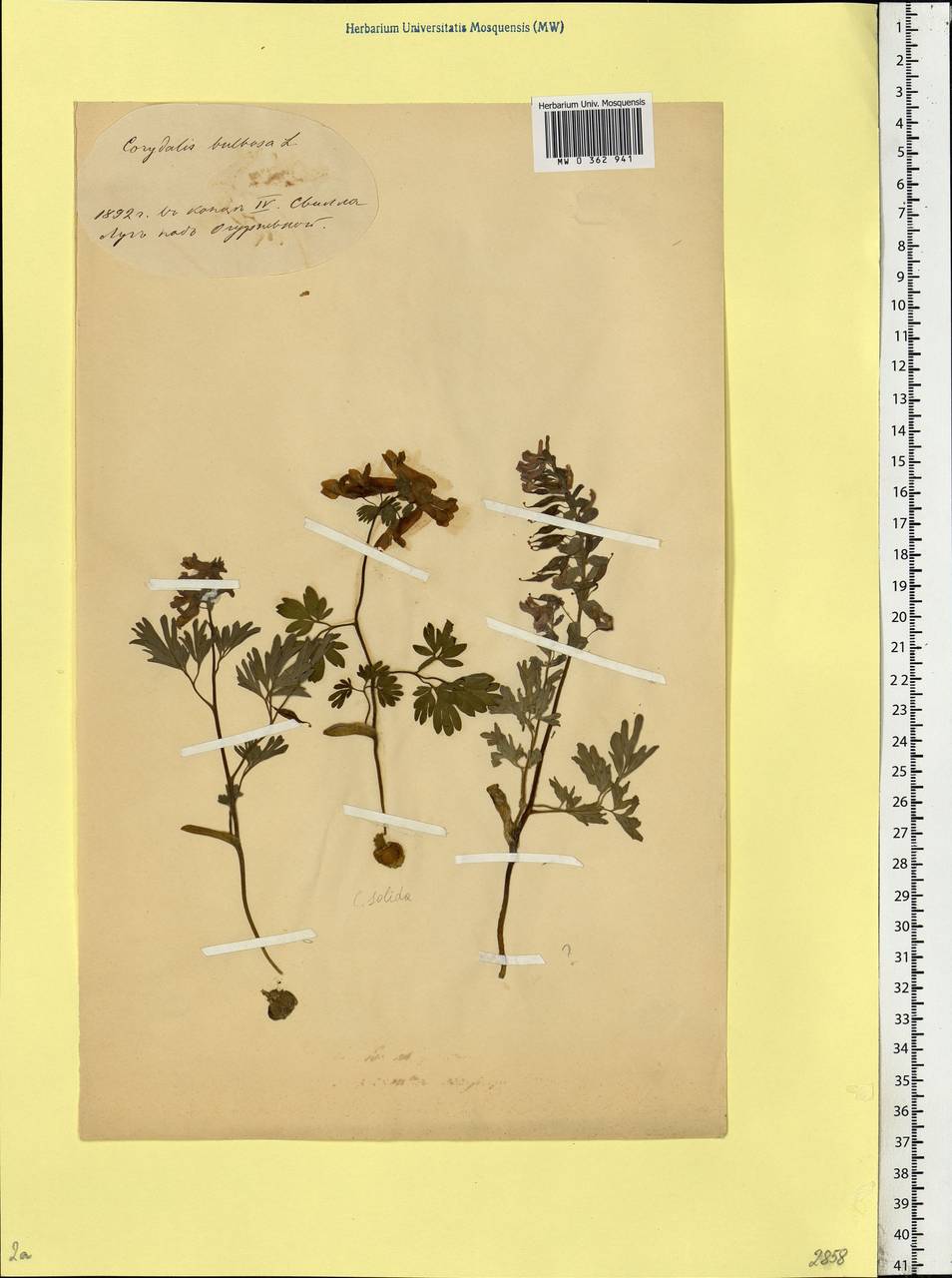 Corydalis solida (L.) Clairv., Eastern Europe, Belarus (E3a) (Belarus)