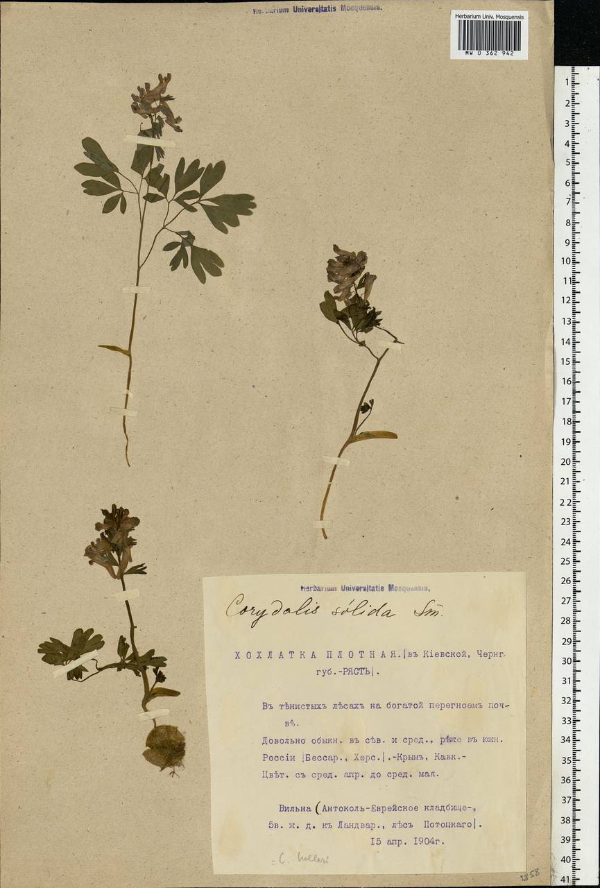 Corydalis solida (L.) Clairv., Eastern Europe, Lithuania (E2a) (Lithuania)