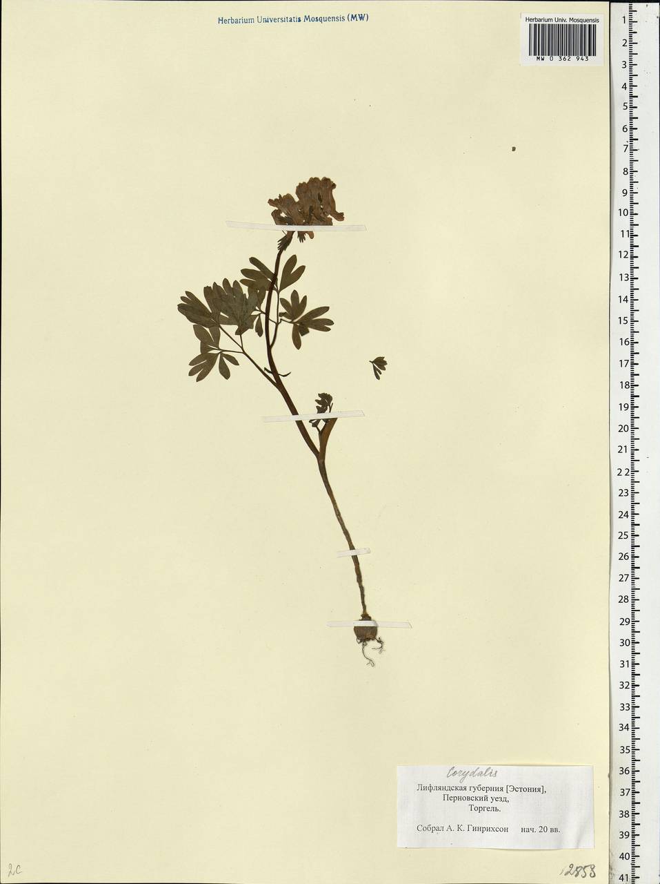 Corydalis solida (L.) Clairv., Eastern Europe, Estonia (E2c) (Estonia)