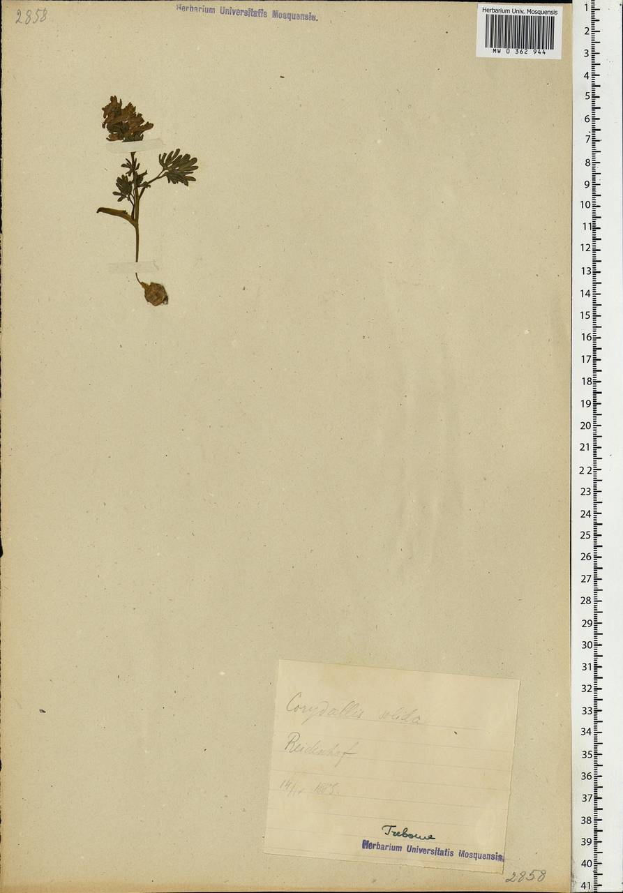 Corydalis solida (L.) Clairv., Eastern Europe, Estonia (E2c) (Estonia)