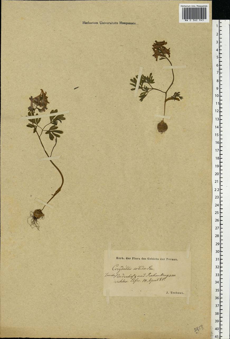 Corydalis solida (L.) Clairv., Eastern Europe, Estonia (E2c) (Estonia)