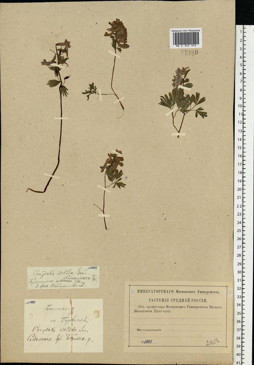 Corydalis solida (L.) Clairv., Eastern Europe, Western region (E3) (Russia)