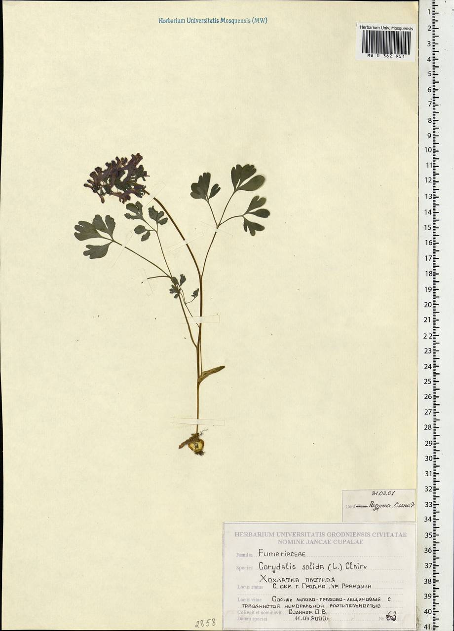 Corydalis solida (L.) Clairv., Eastern Europe, Belarus (E3a) (Belarus)