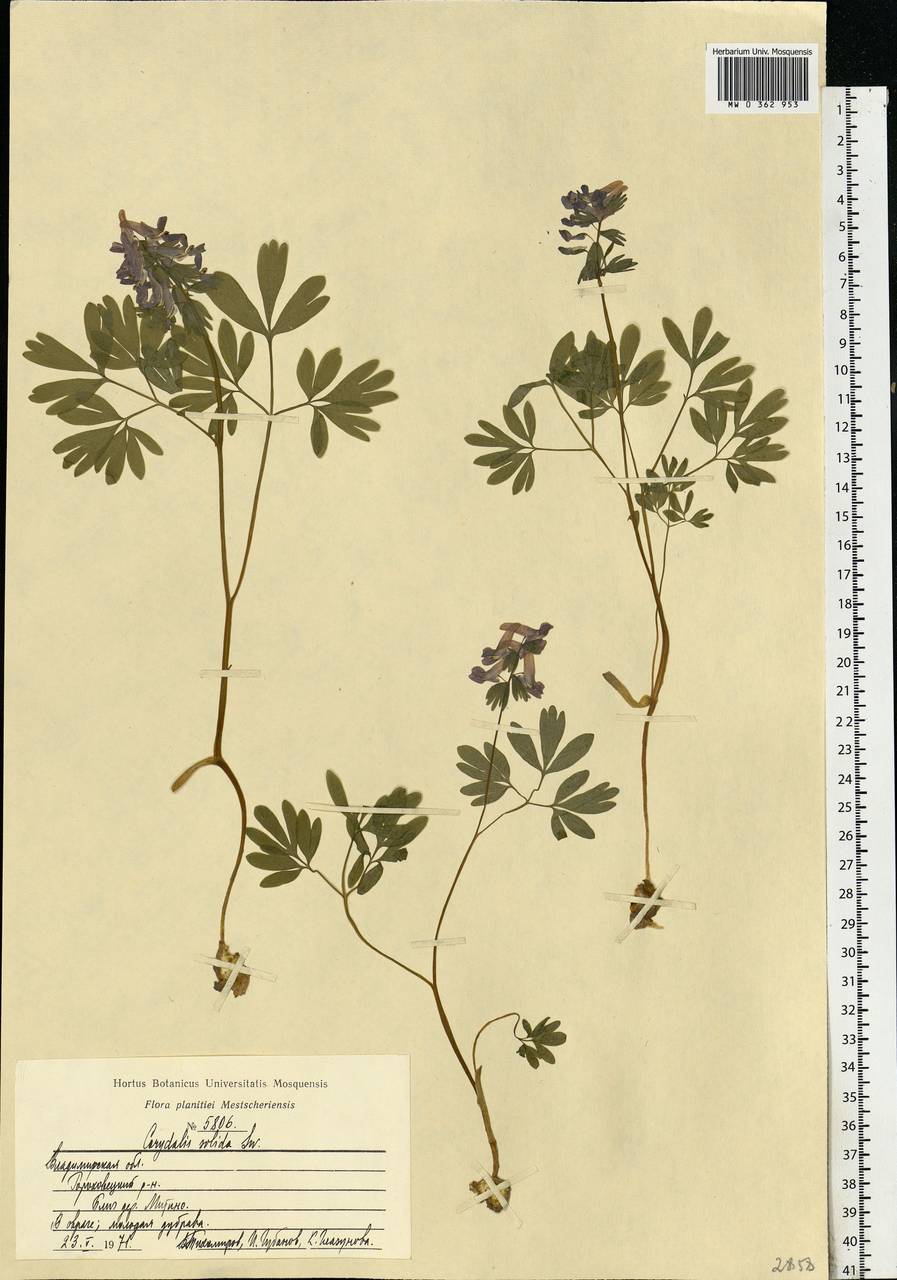 Corydalis solida (L.) Clairv., Eastern Europe, Central region (E4) (Russia)