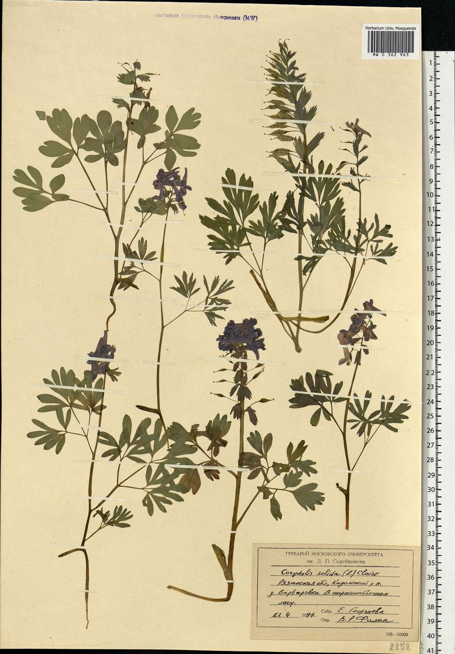 Corydalis solida (L.) Clairv., Eastern Europe, Central region (E4) (Russia)