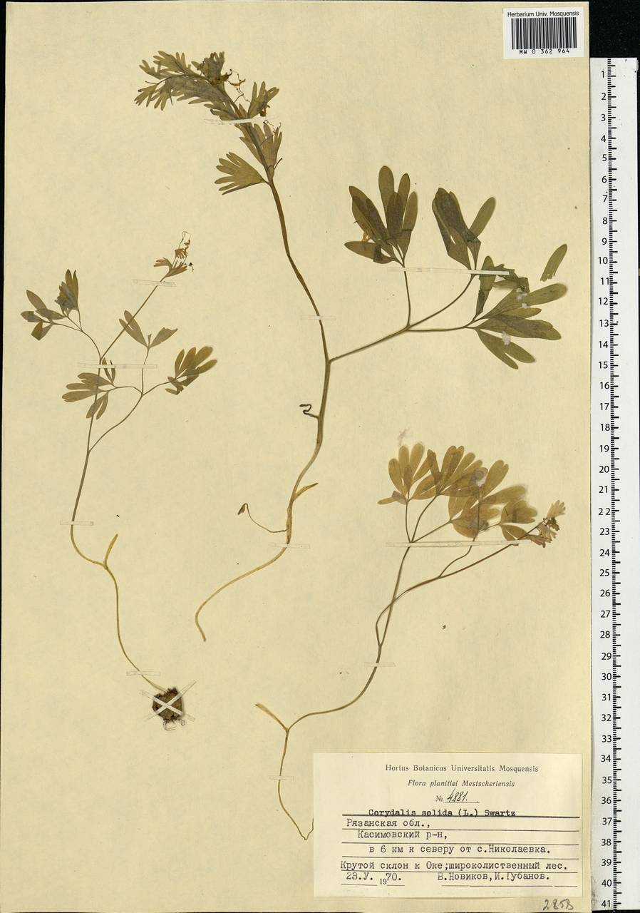 Corydalis solida (L.) Clairv., Eastern Europe, Central region (E4) (Russia)