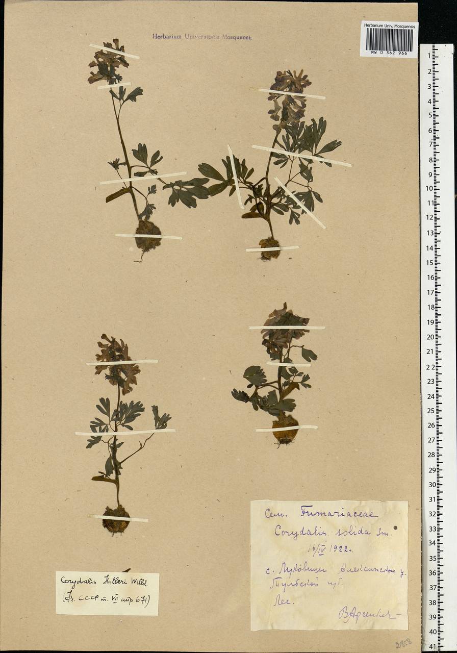 Corydalis solida (L.) Clairv., Eastern Europe, Central region (E4) (Russia)