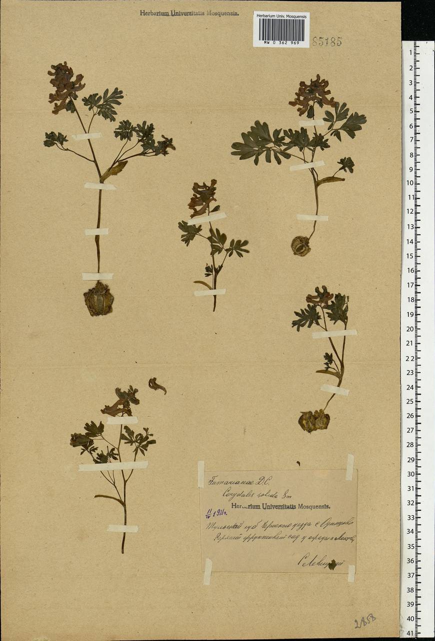 Corydalis solida (L.) Clairv., Eastern Europe, Central region (E4) (Russia)