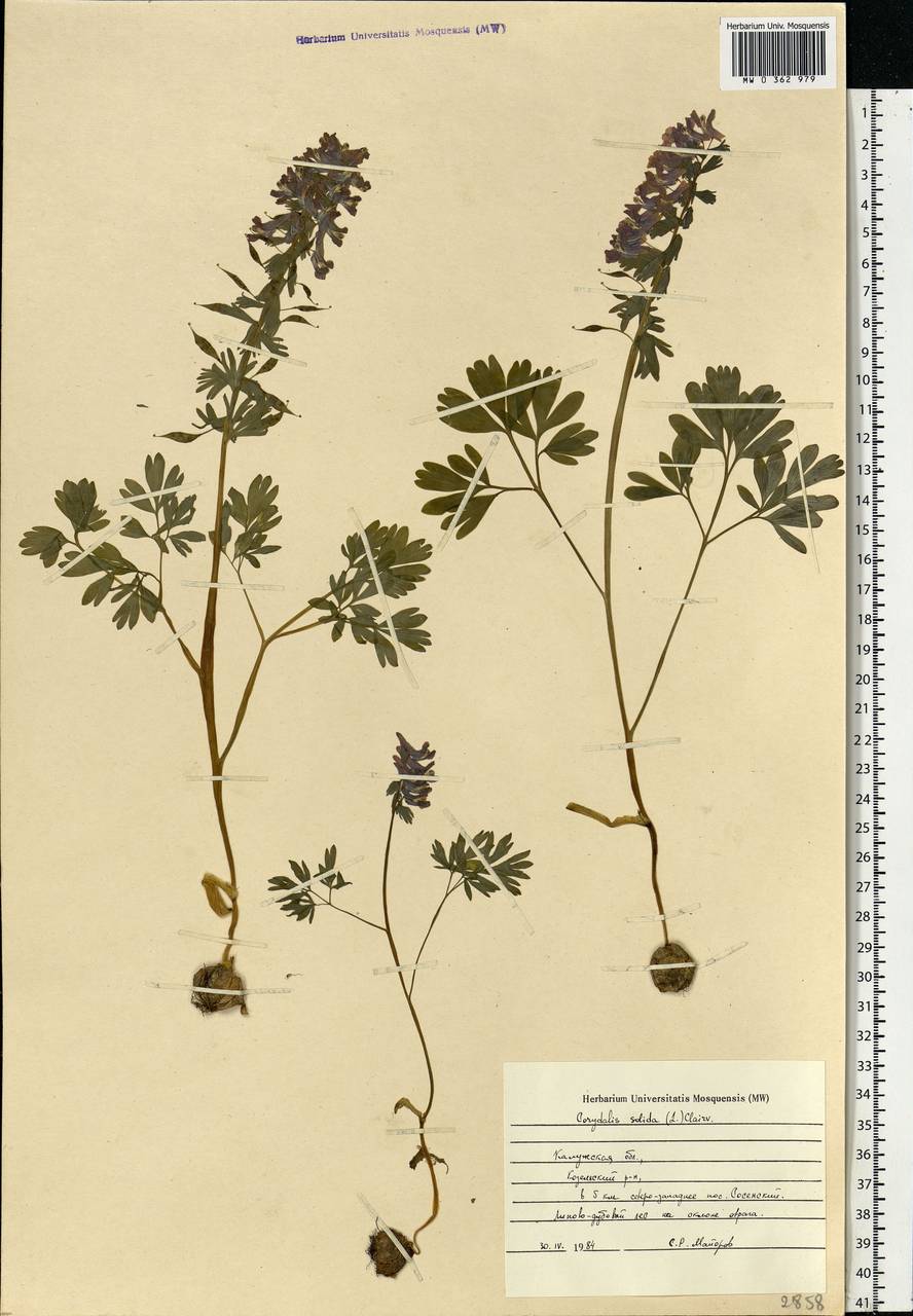 Corydalis solida (L.) Clairv., Eastern Europe, Central region (E4) (Russia)