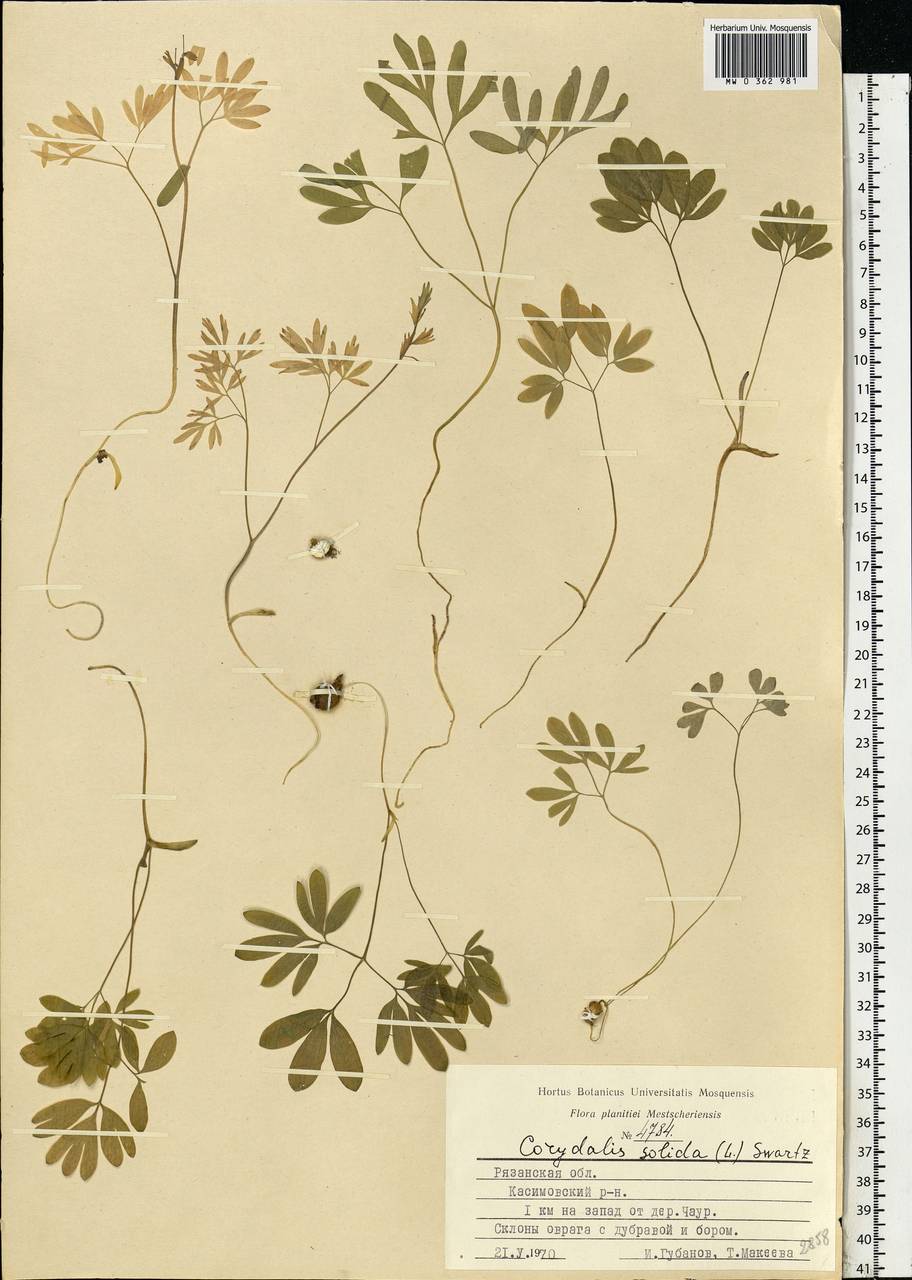 Corydalis solida (L.) Clairv., Eastern Europe, Central region (E4) (Russia)
