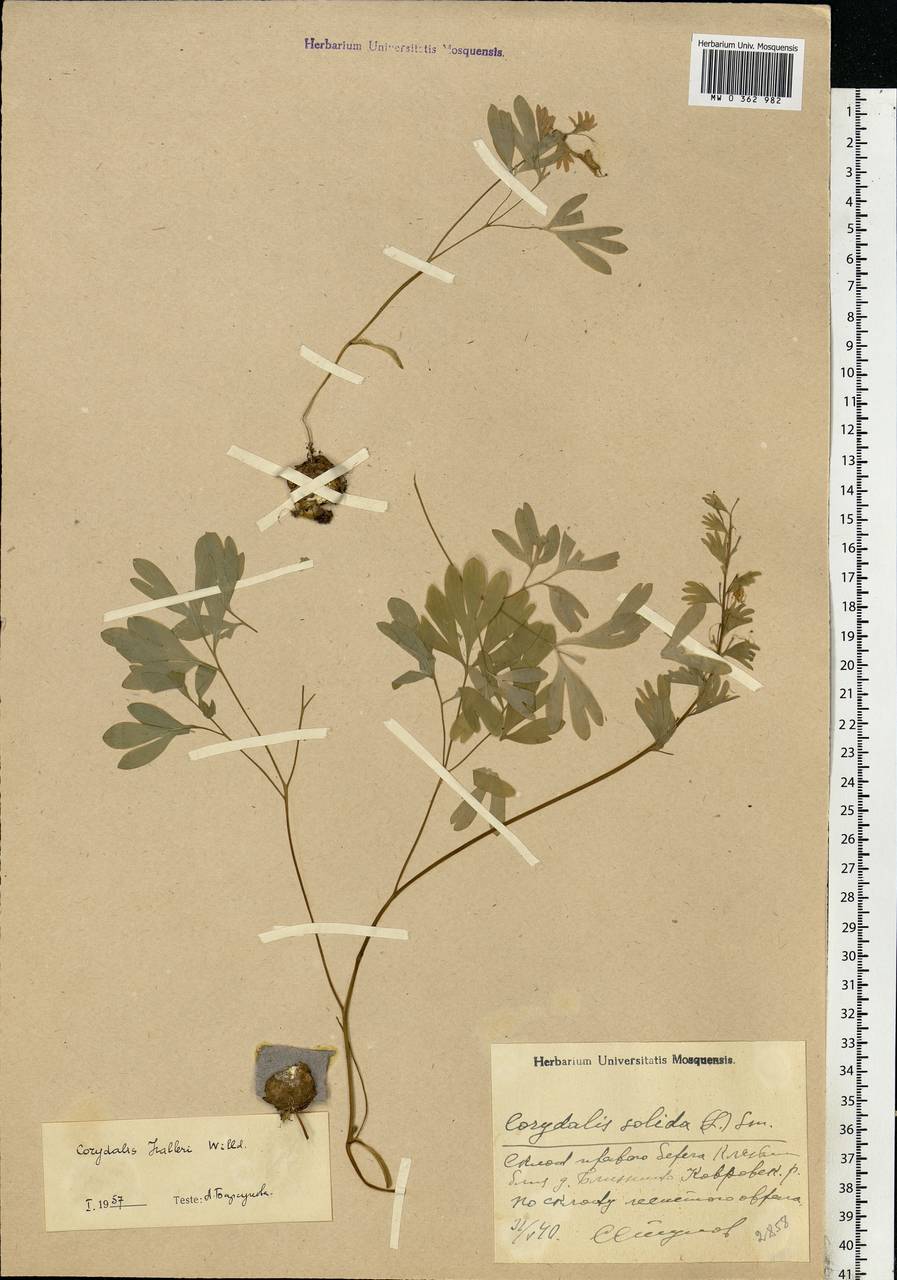Corydalis solida (L.) Clairv., Eastern Europe, Central region (E4) (Russia)