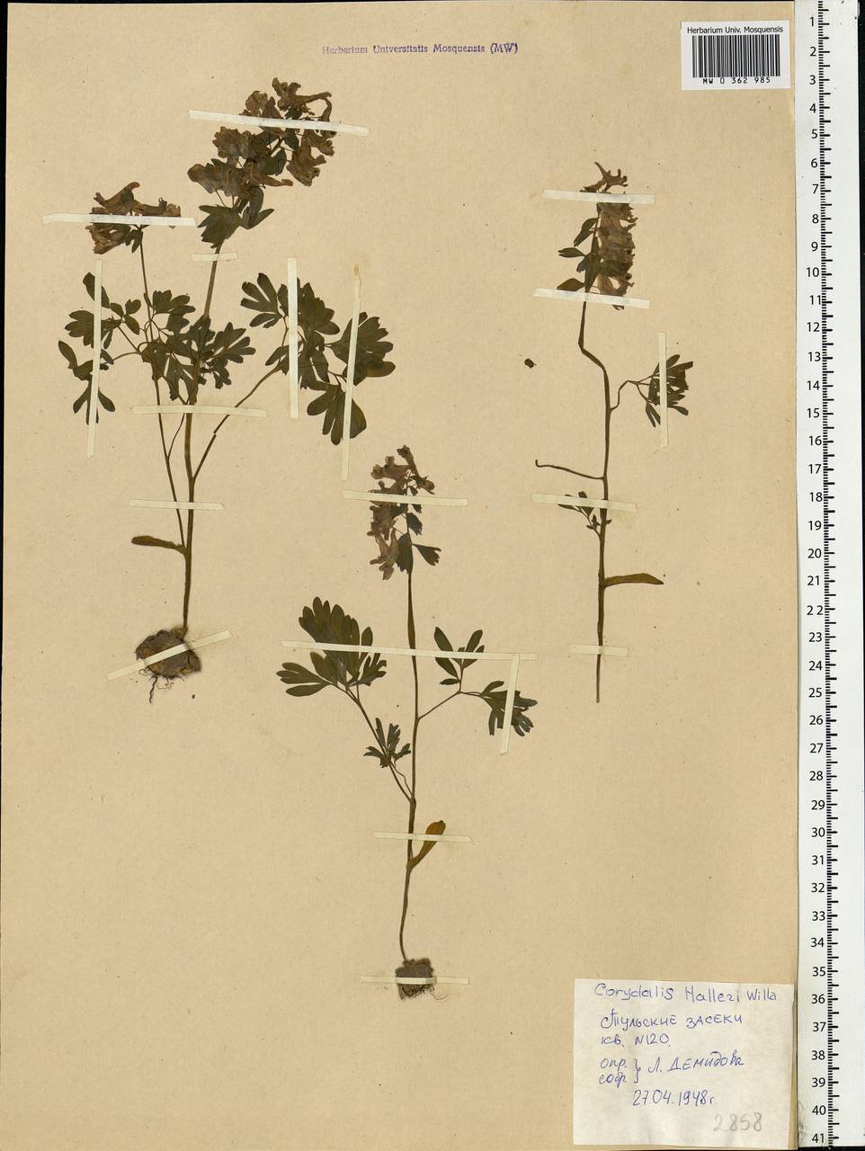 Corydalis solida (L.) Clairv., Eastern Europe, Central region (E4) (Russia)