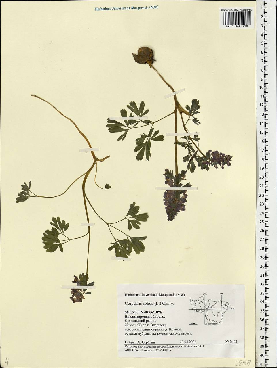 Corydalis solida (L.) Clairv., Eastern Europe, Central region (E4) (Russia)