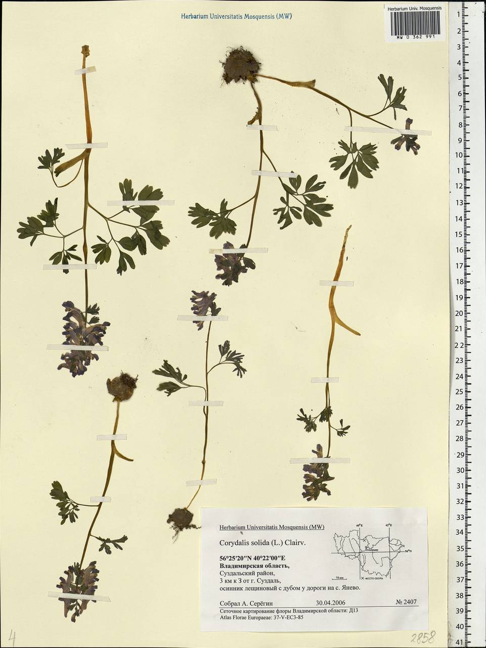 Corydalis solida (L.) Clairv., Eastern Europe, Central region (E4) (Russia)
