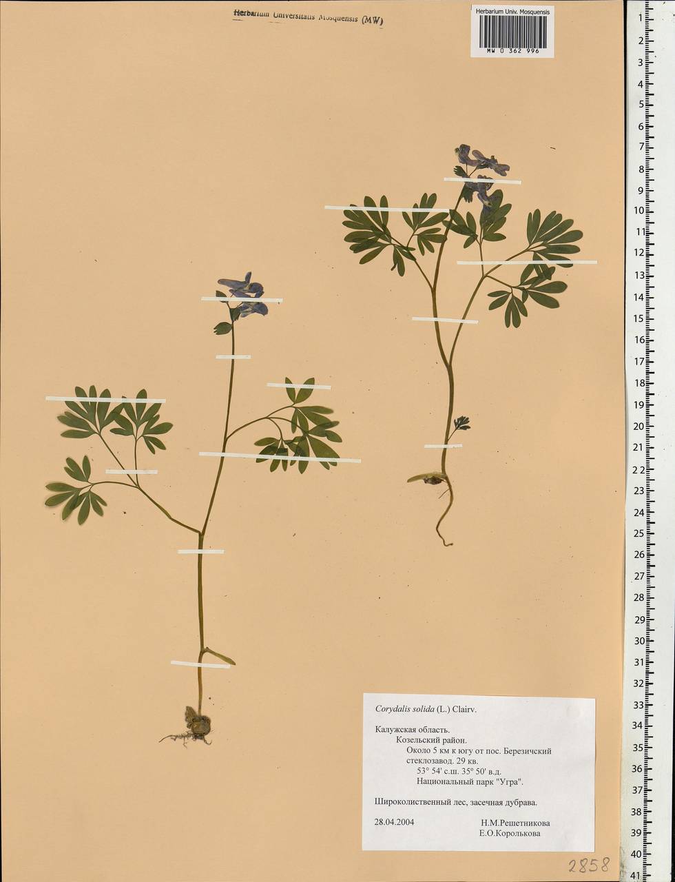 Corydalis solida (L.) Clairv., Eastern Europe, Central region (E4) (Russia)