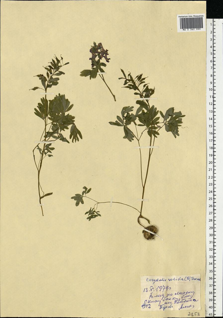 Corydalis solida (L.) Clairv., Eastern Europe, Central region (E4) (Russia)