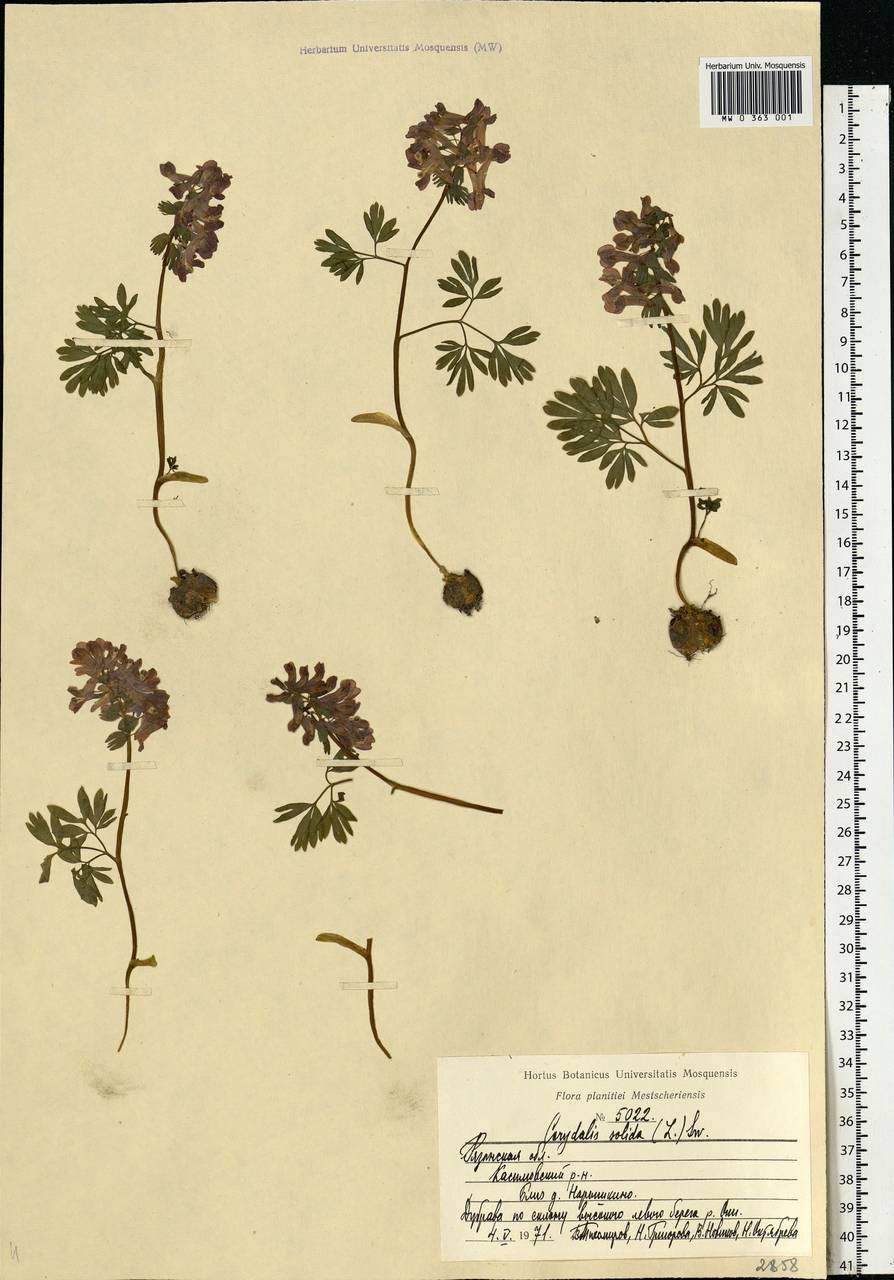 Corydalis solida (L.) Clairv., Eastern Europe, Central region (E4) (Russia)