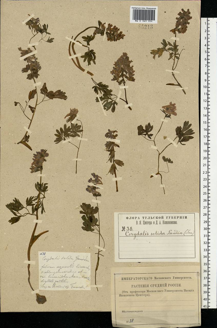 Corydalis solida (L.) Clairv., Eastern Europe, Central region (E4) (Russia)