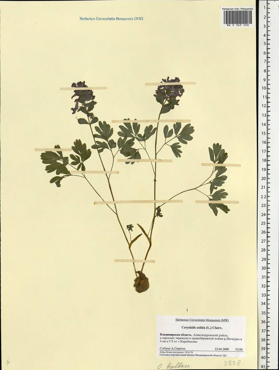 Corydalis solida (L.) Clairv., Eastern Europe, Central region (E4) (Russia)