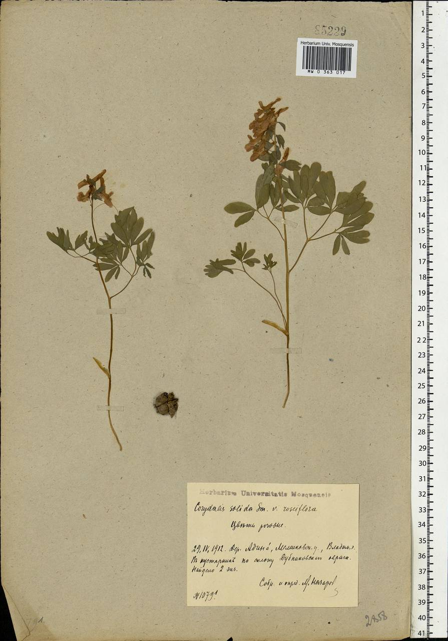 Corydalis solida (L.) Clairv., Eastern Europe, Central region (E4) (Russia)