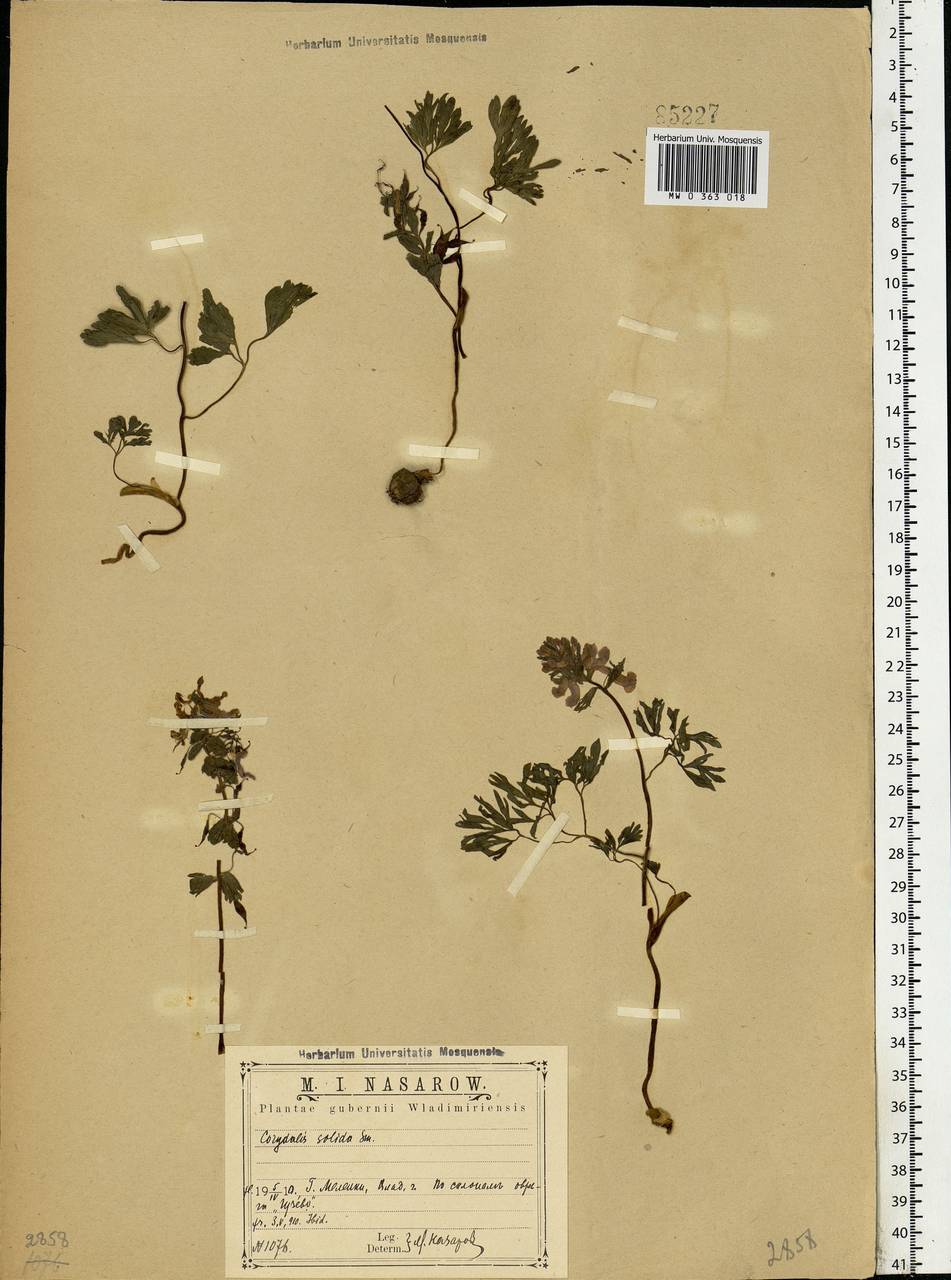 Corydalis solida (L.) Clairv., Eastern Europe, Central region (E4) (Russia)