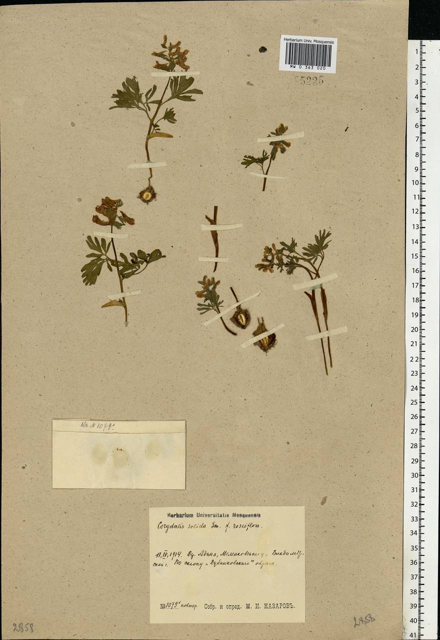 Corydalis solida (L.) Clairv., Eastern Europe, Central region (E4) (Russia)