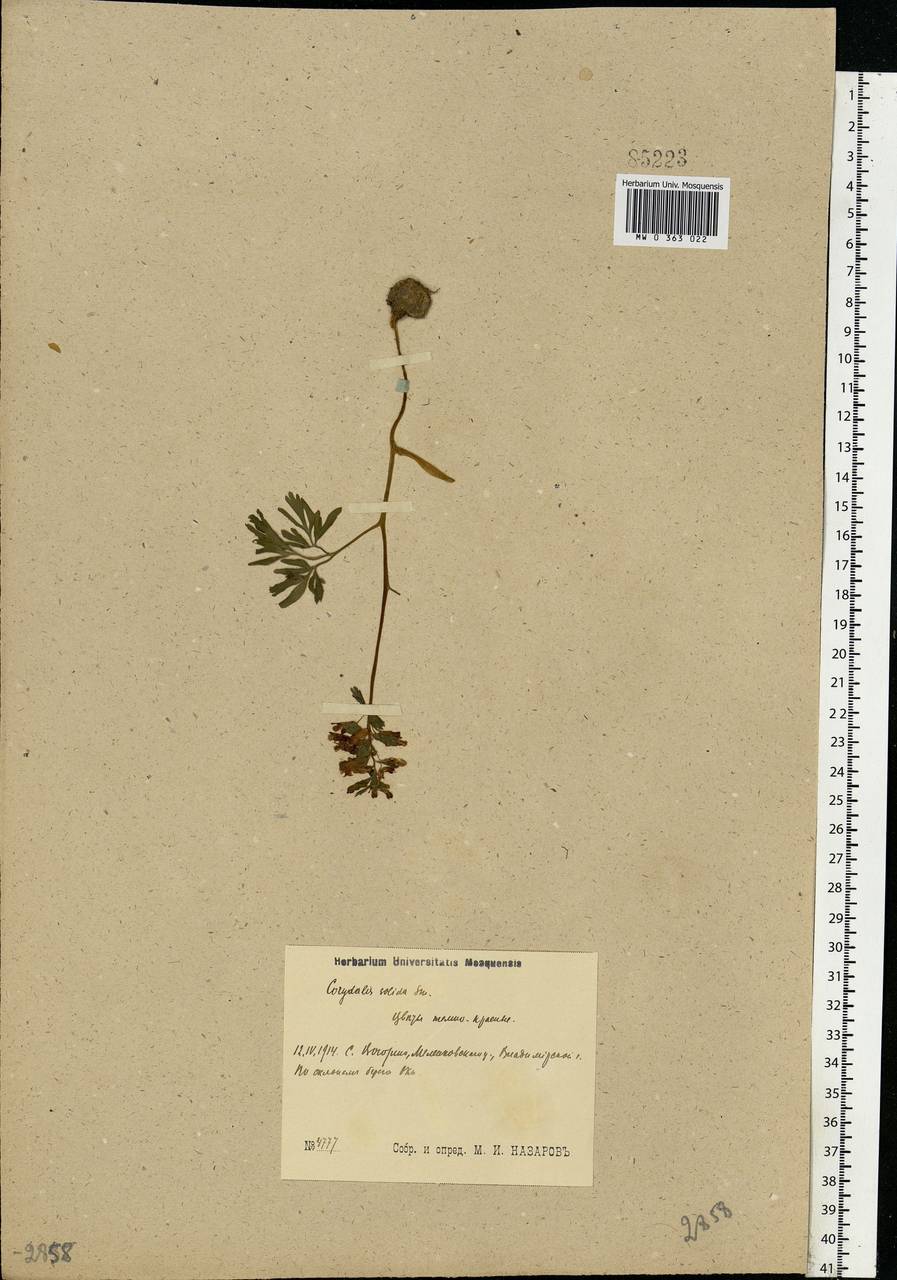 Corydalis solida (L.) Clairv., Eastern Europe, Central region (E4) (Russia)