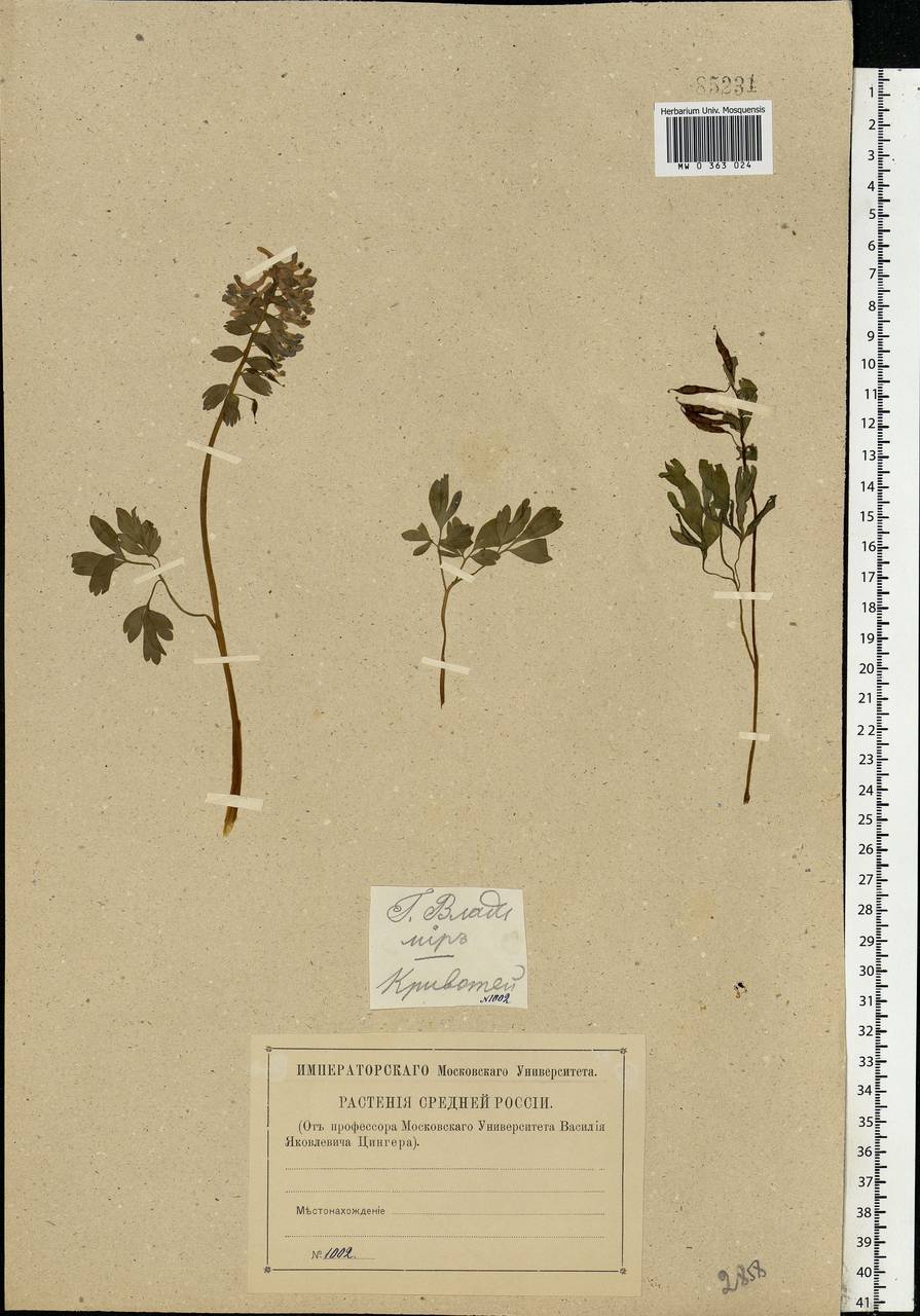 Corydalis solida (L.) Clairv., Eastern Europe, Central region (E4) (Russia)