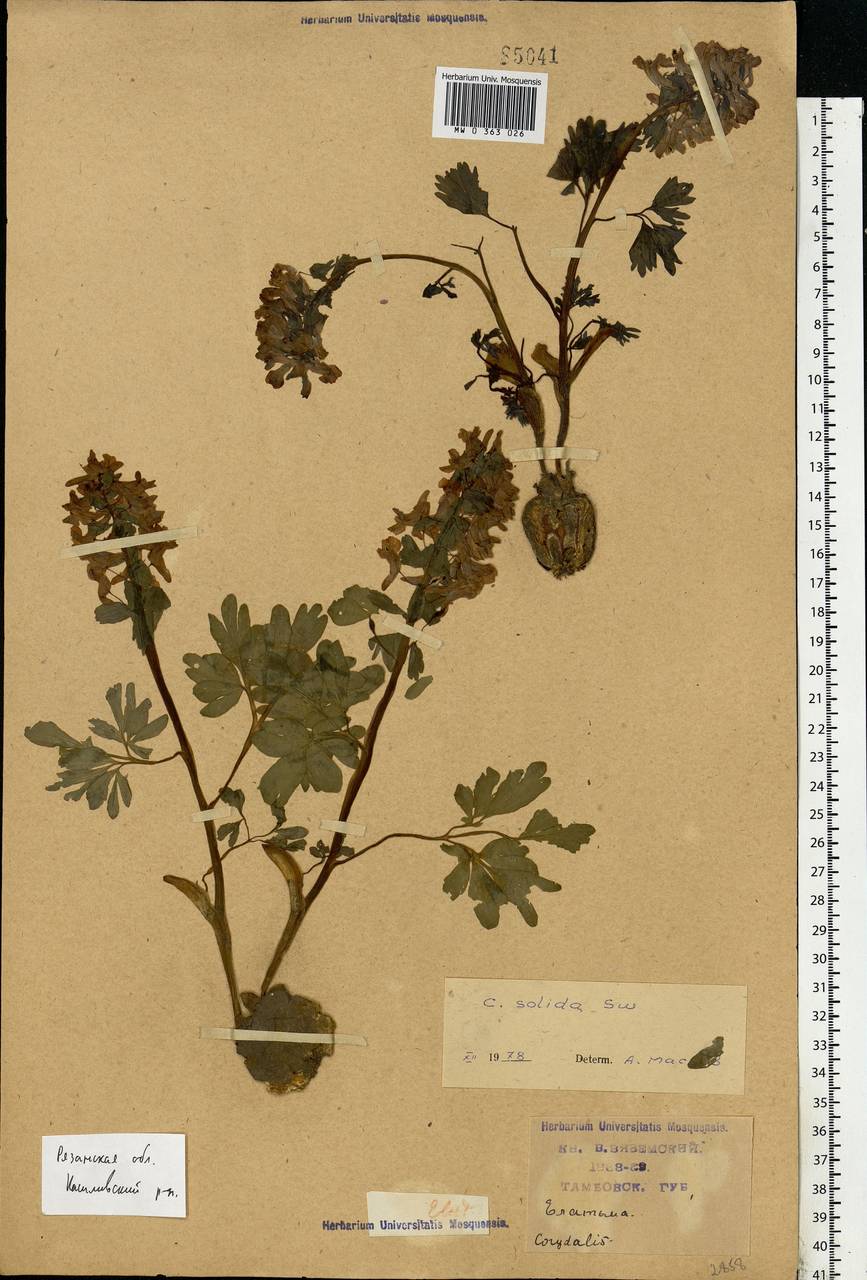 Corydalis solida (L.) Clairv., Eastern Europe, Central region (E4) (Russia)