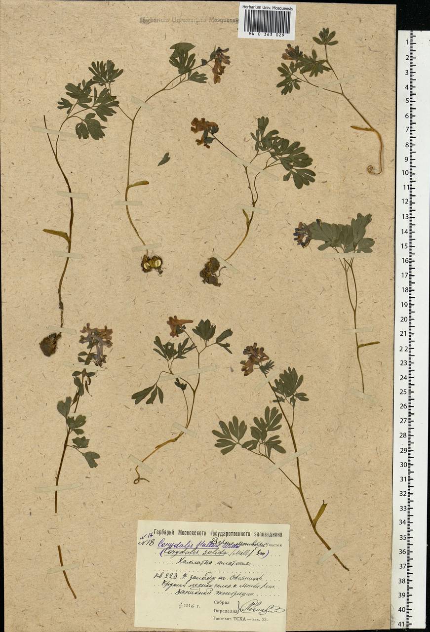 Corydalis solida (L.) Clairv., Eastern Europe, Moscow region (E4a) (Russia)