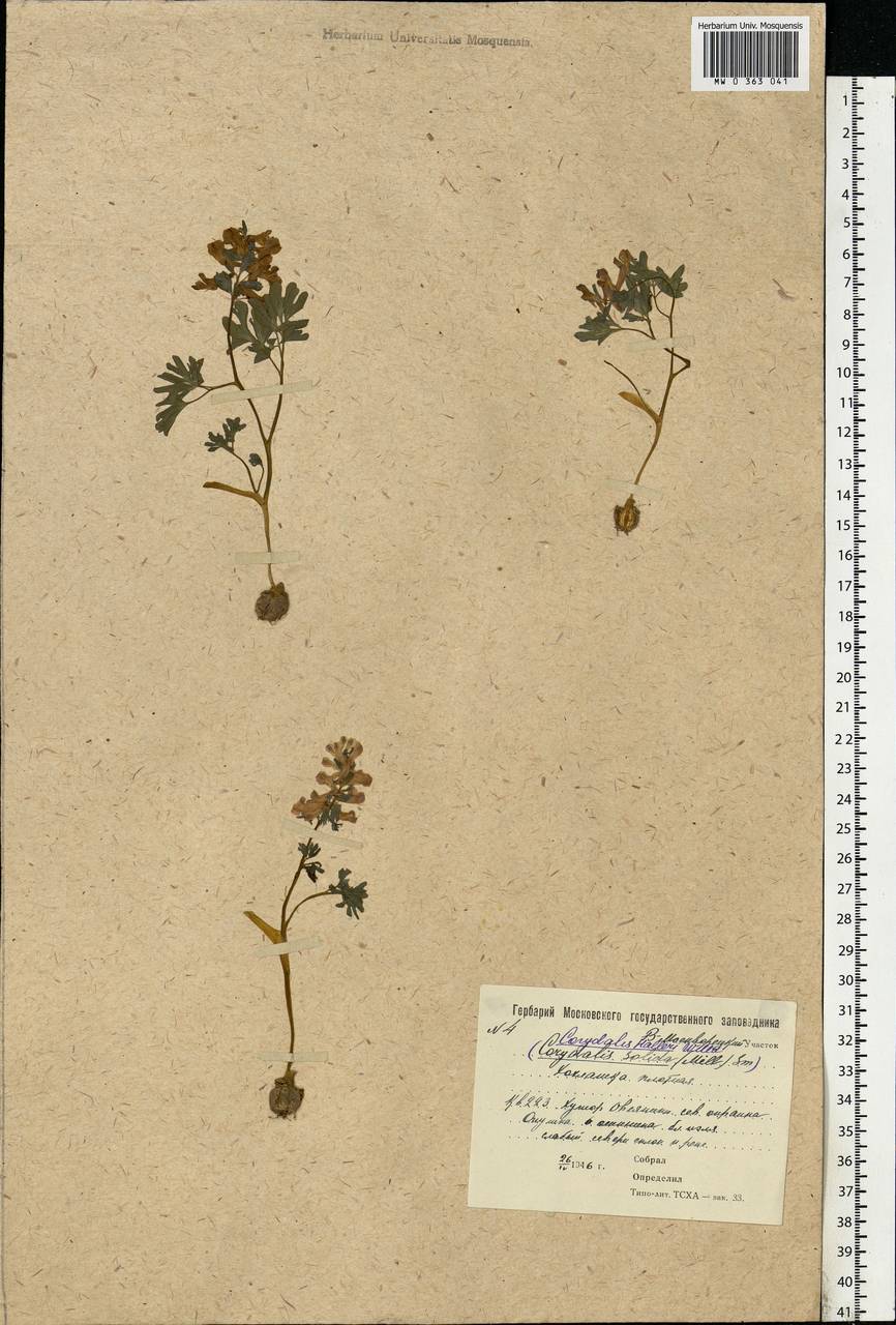 Corydalis solida (L.) Clairv., Eastern Europe, Moscow region (E4a) (Russia)