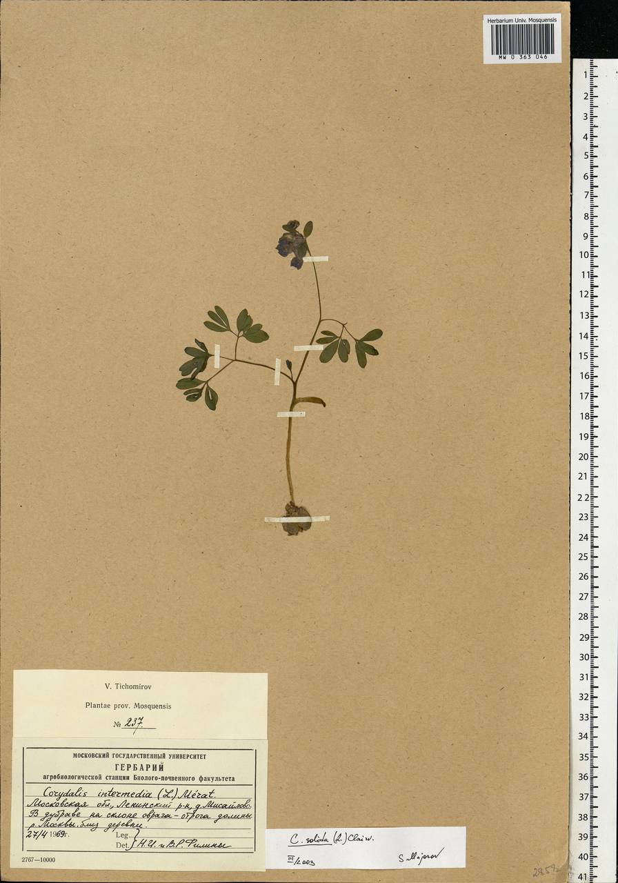 Corydalis solida (L.) Clairv., Eastern Europe, Moscow region (E4a) (Russia)