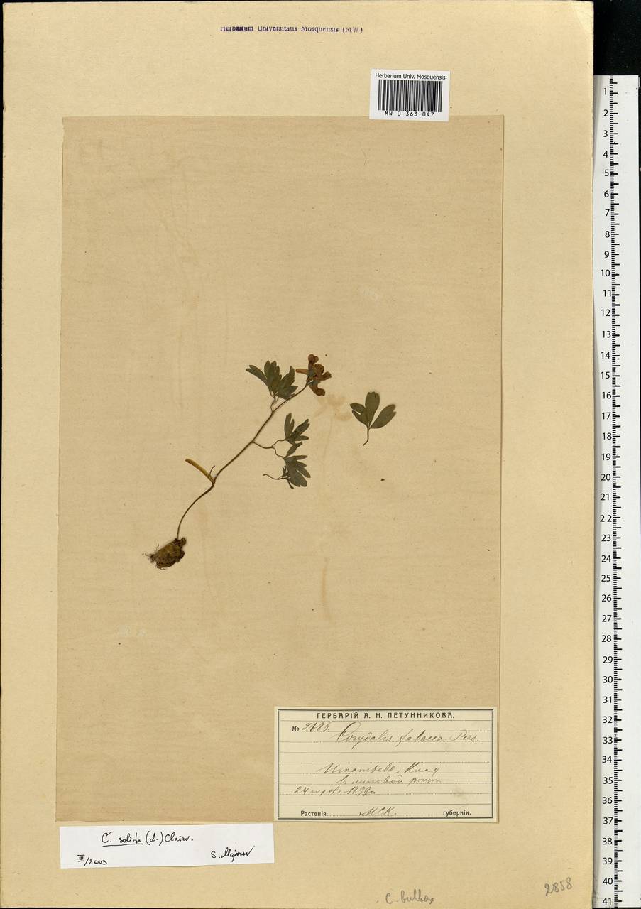 Corydalis solida (L.) Clairv., Eastern Europe, Moscow region (E4a) (Russia)
