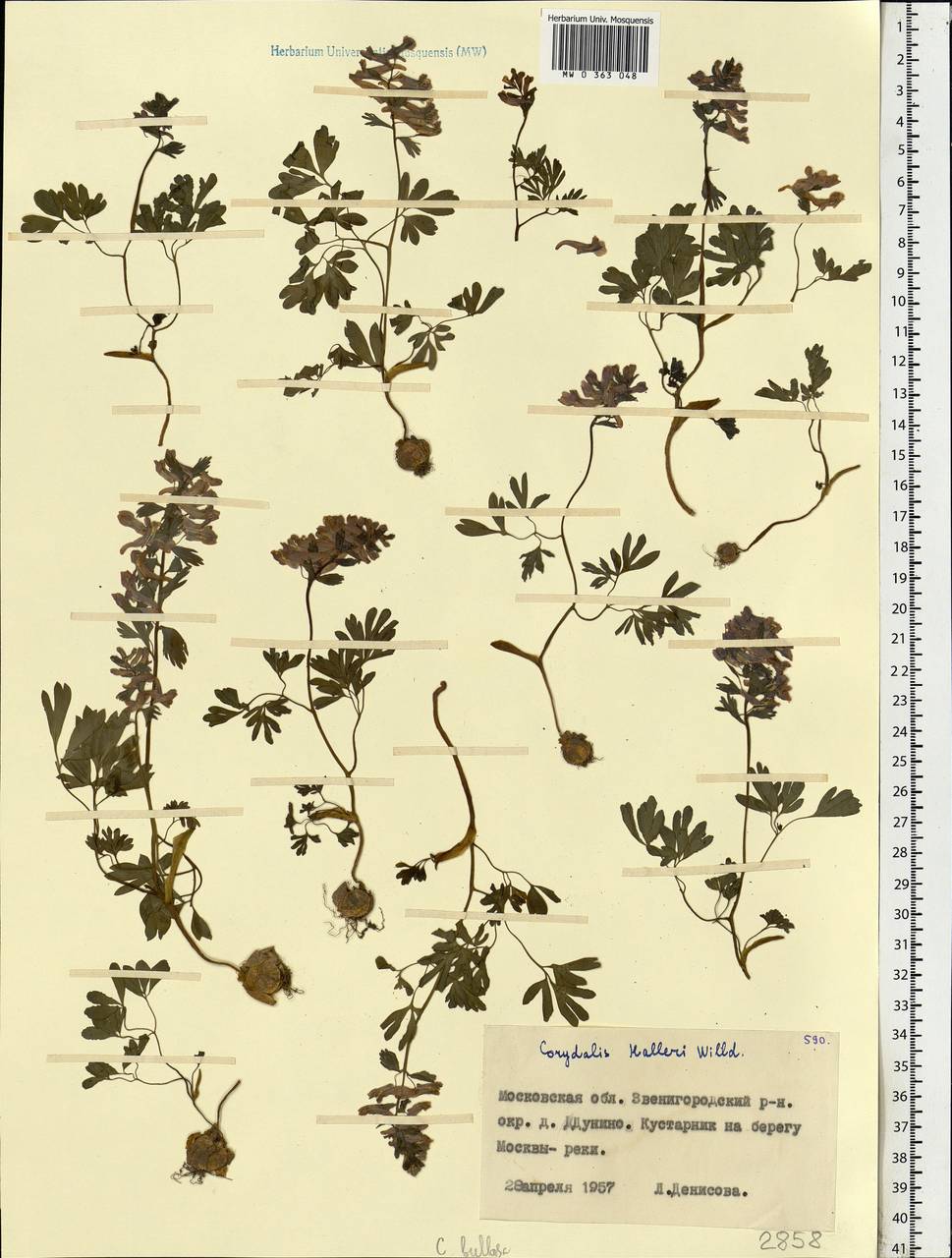 Corydalis solida (L.) Clairv., Eastern Europe, Moscow region (E4a) (Russia)