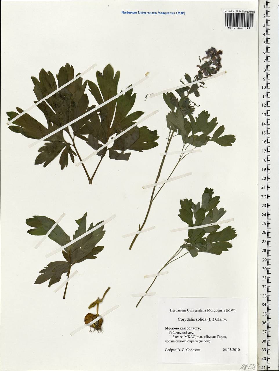 Corydalis solida (L.) Clairv., Eastern Europe, Moscow region (E4a) (Russia)